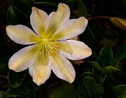 Lewisiaopsis tweedyi - Tweedy's Lewisia 15-0667